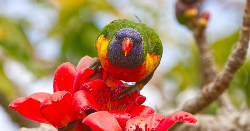 Rainbow lorikeet